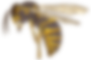 Bee Unfocused