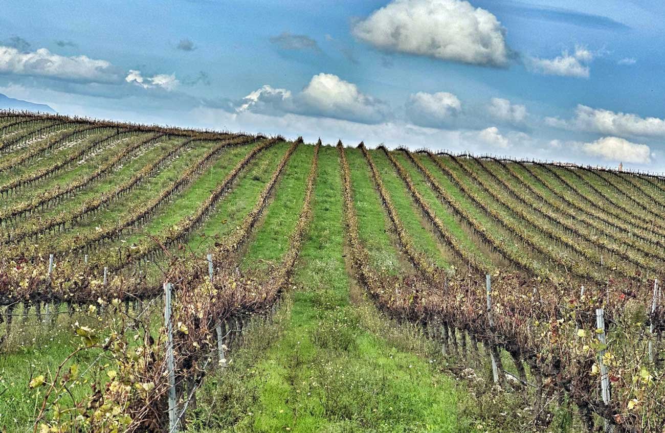 Vina Baigorri Regenera Lerin Autumn