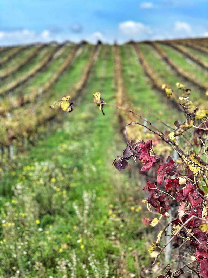 Vina In Autumn