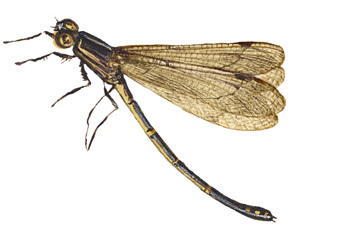 Libelula