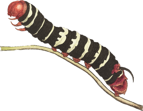 Oruga